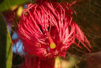 Bloom